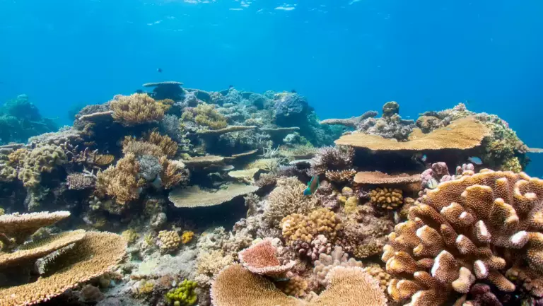 Grande barrière de corail sous l'eau avec des coraux