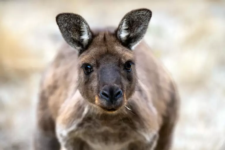 Petite kangaroo vue de très près