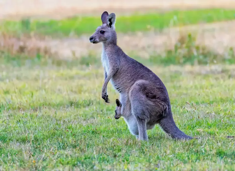 Kangaroo et son petit