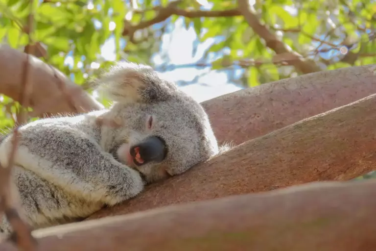 À la rencontre des animaux en Australie