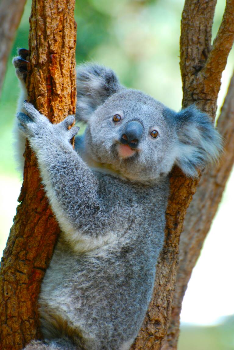 Koala sur Kangaroo Island