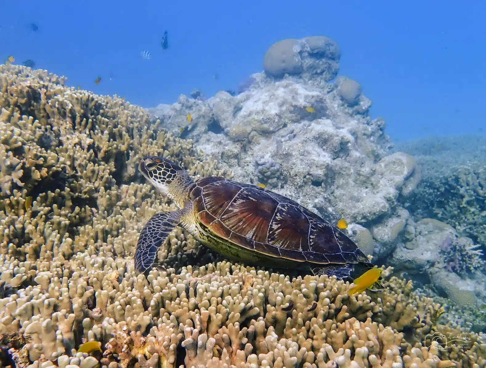 Tortue dans les eaux de la grande barriere de corail