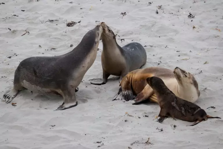 Lions de mer à Seal Bay sur Kangaroo Island