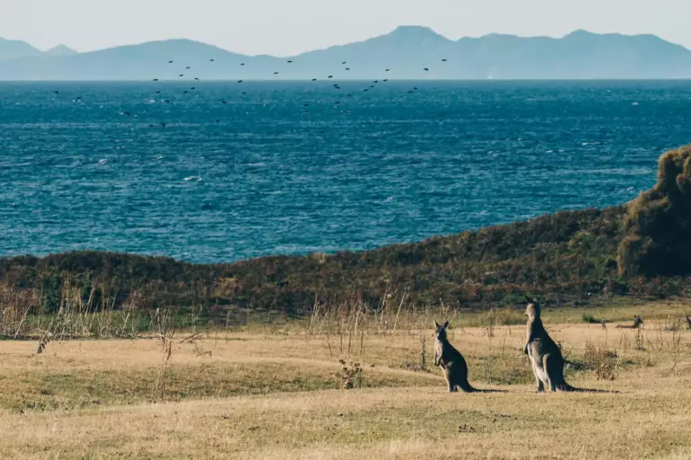 Maria Island en Tasmanie