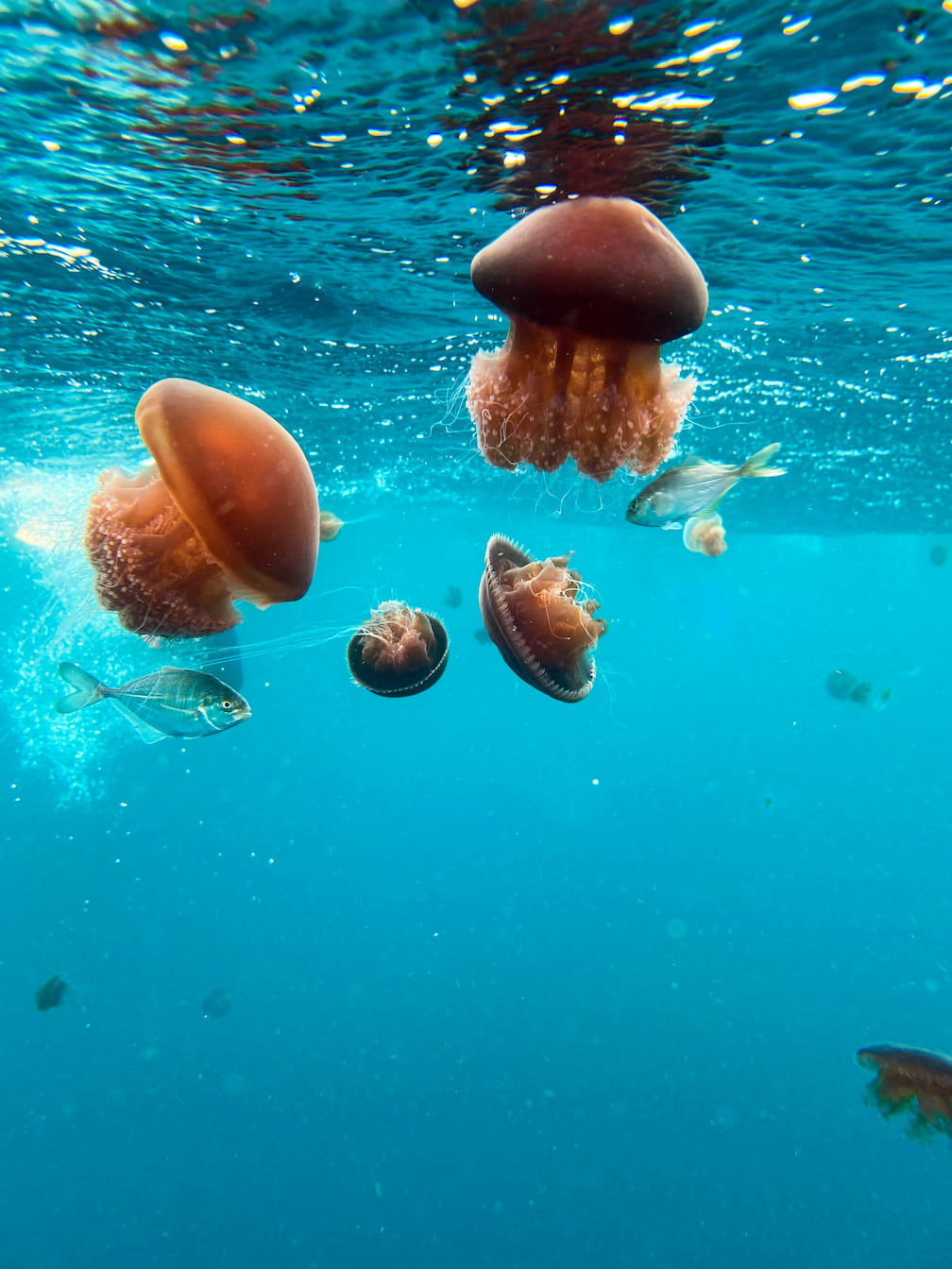 Méduses se déplaçant dans les courants de l'océan