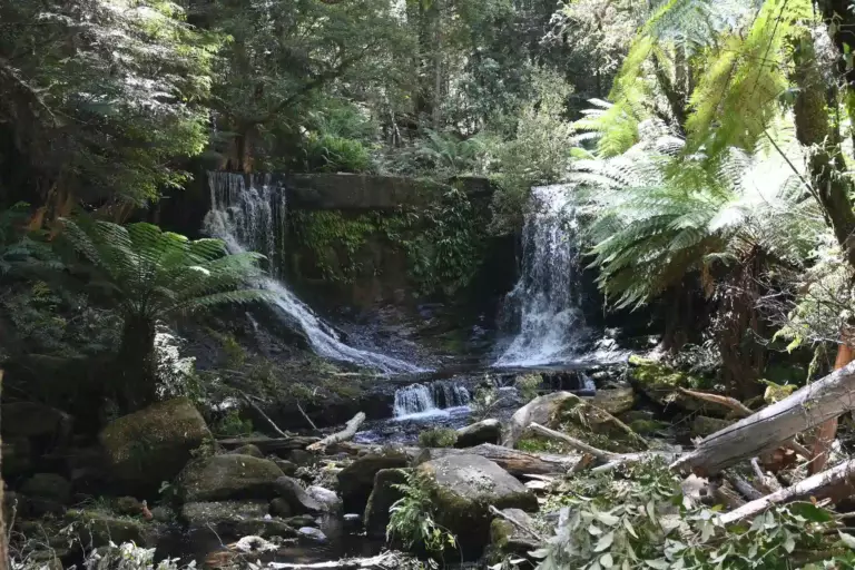 Forêt de Mount Field national park