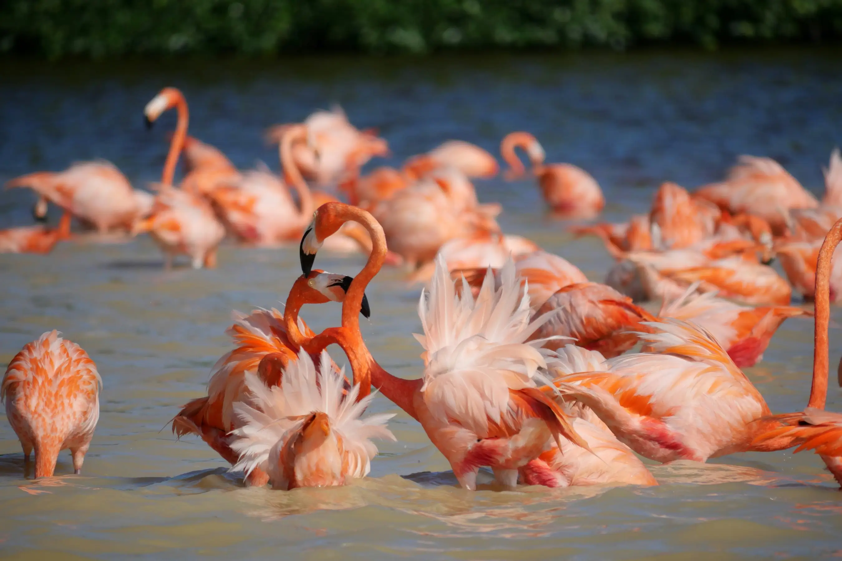 Celestún, réserve naturelle proche de Mérida dans le Yucatan avec des flamants roses
