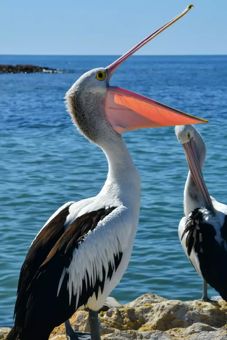 Pelican sur Kangaroo Island