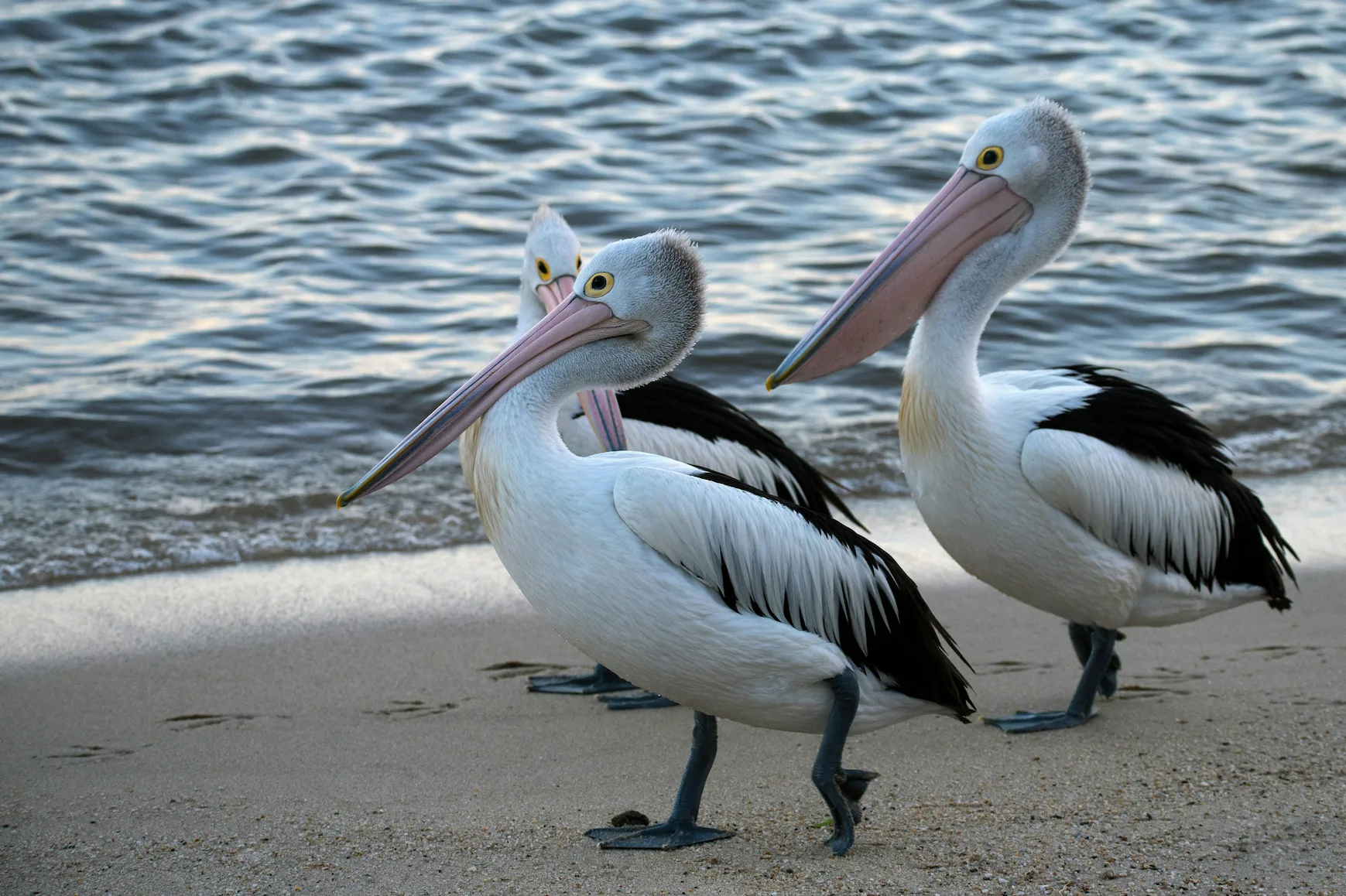 Pelicans marchant sur une plage en Australie