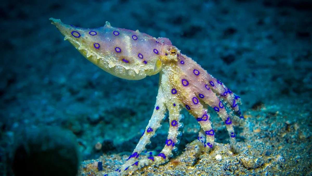 Pieuvre a anneaux bleus au fond de l'océan