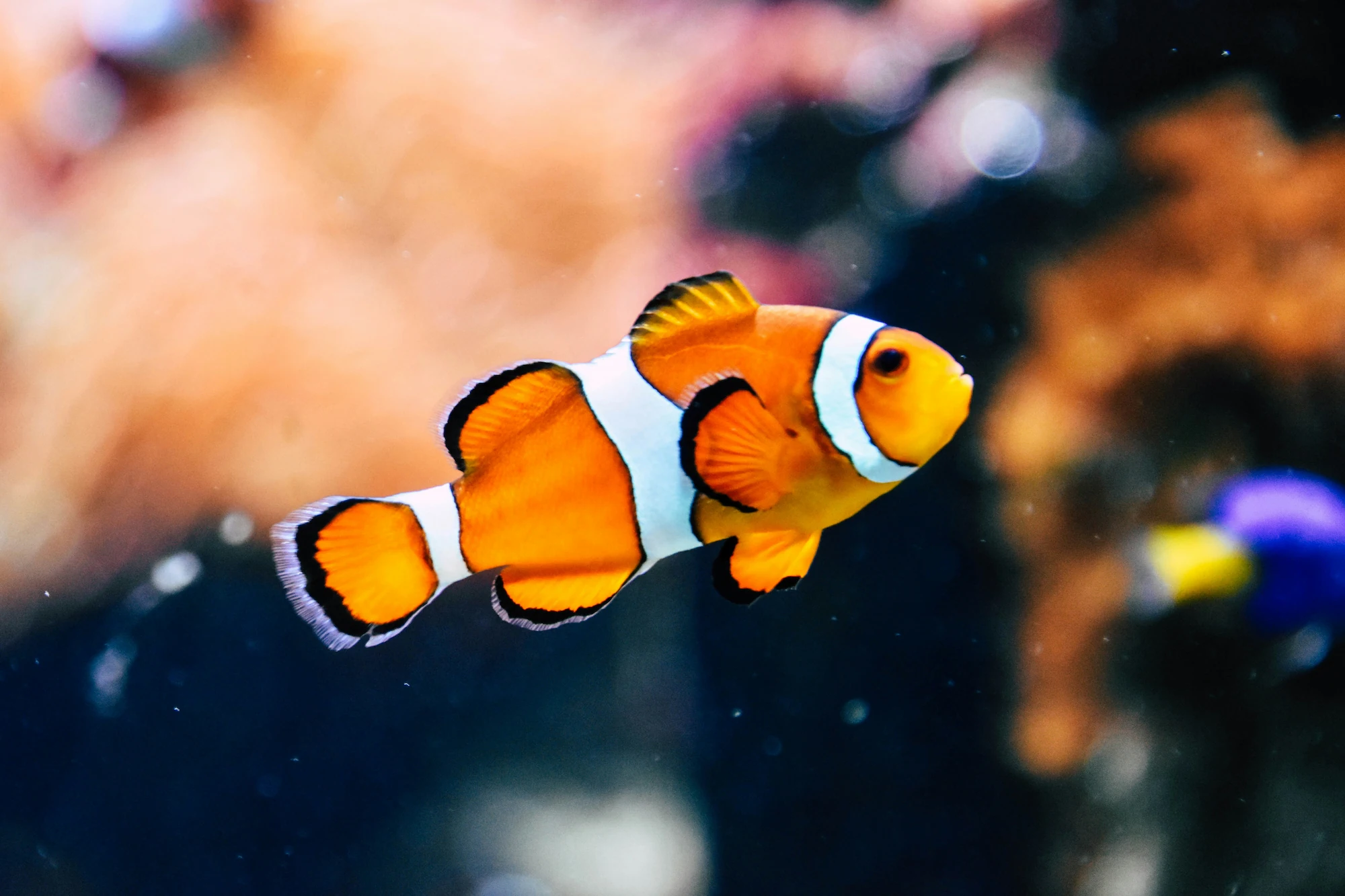 Poisson clown au milieu de l'océan