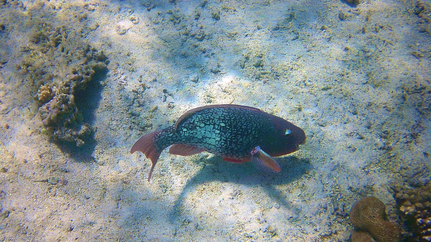 Poisson nageant dans l'océan
