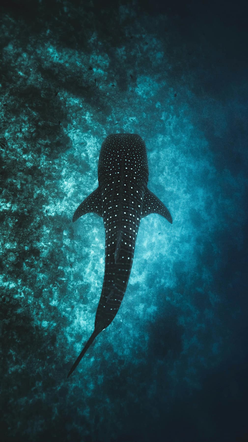 Requin baleine dans l'océan