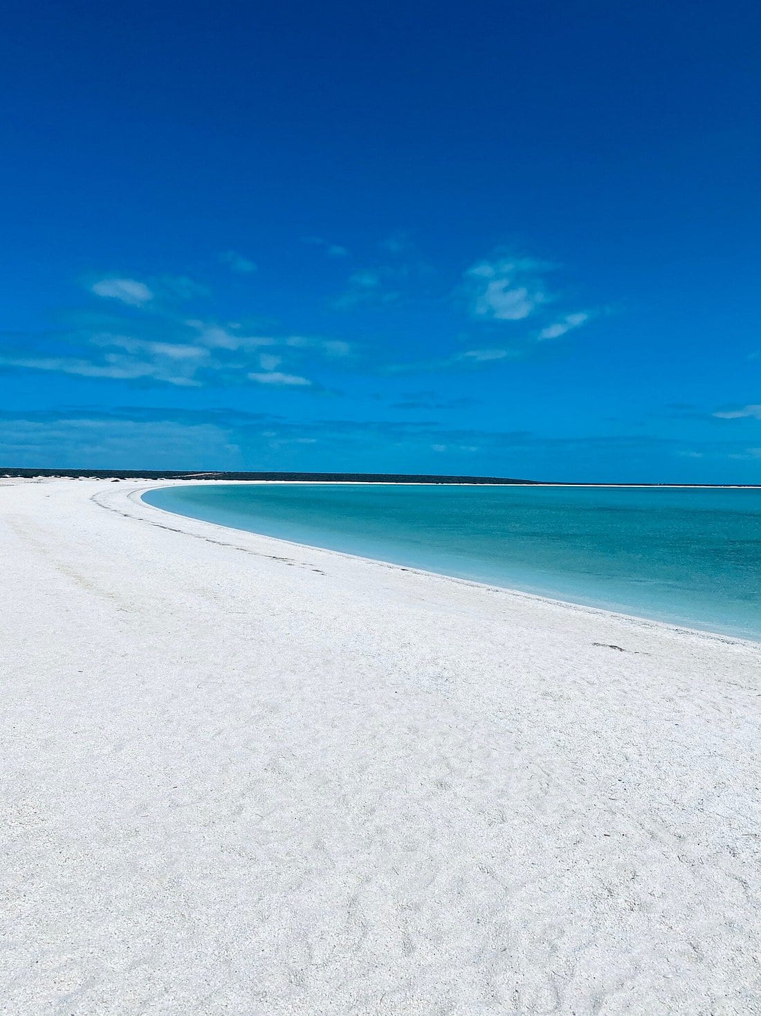 Plage recouverte de coquillages à Shark Bay