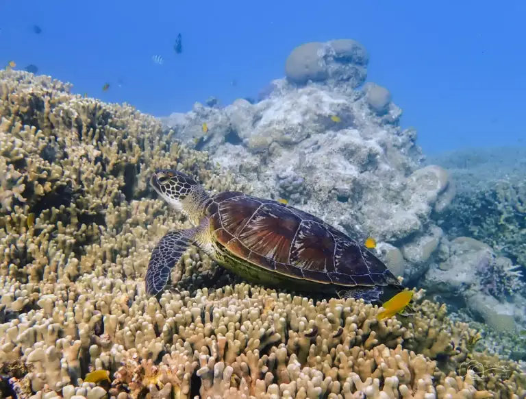 Tortue grande barrière de corail