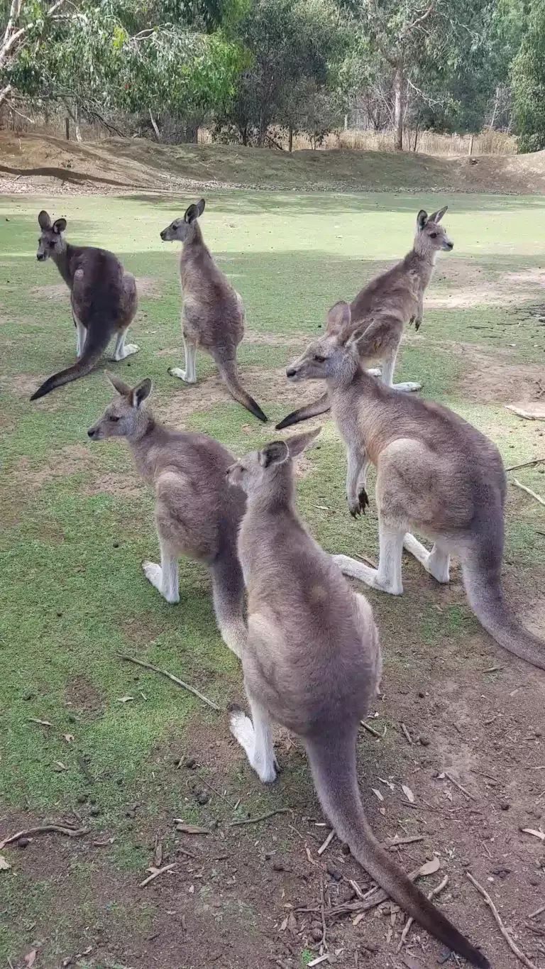 Kangourous en Tasmanie