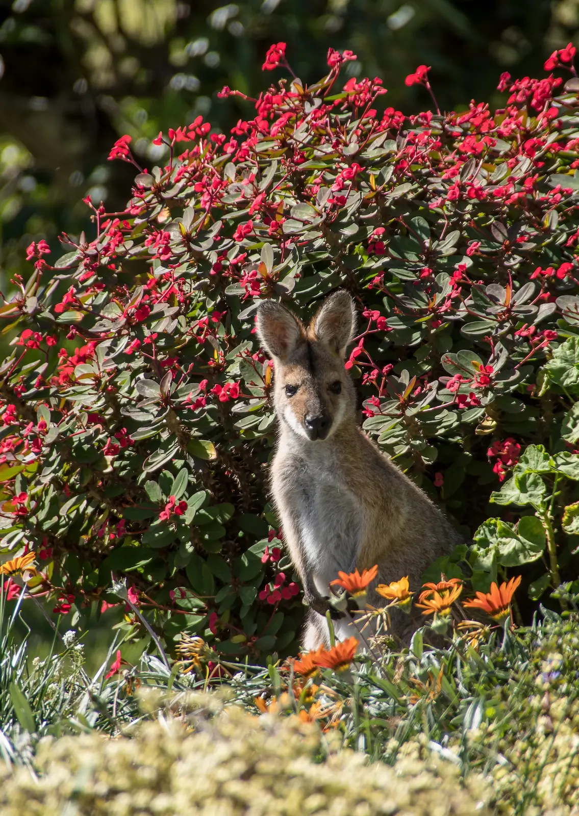 Wallaby surgissant d'un bosquet fleuri