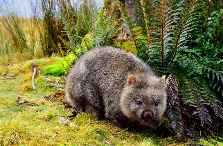 Wombat au milieu de l'herbe