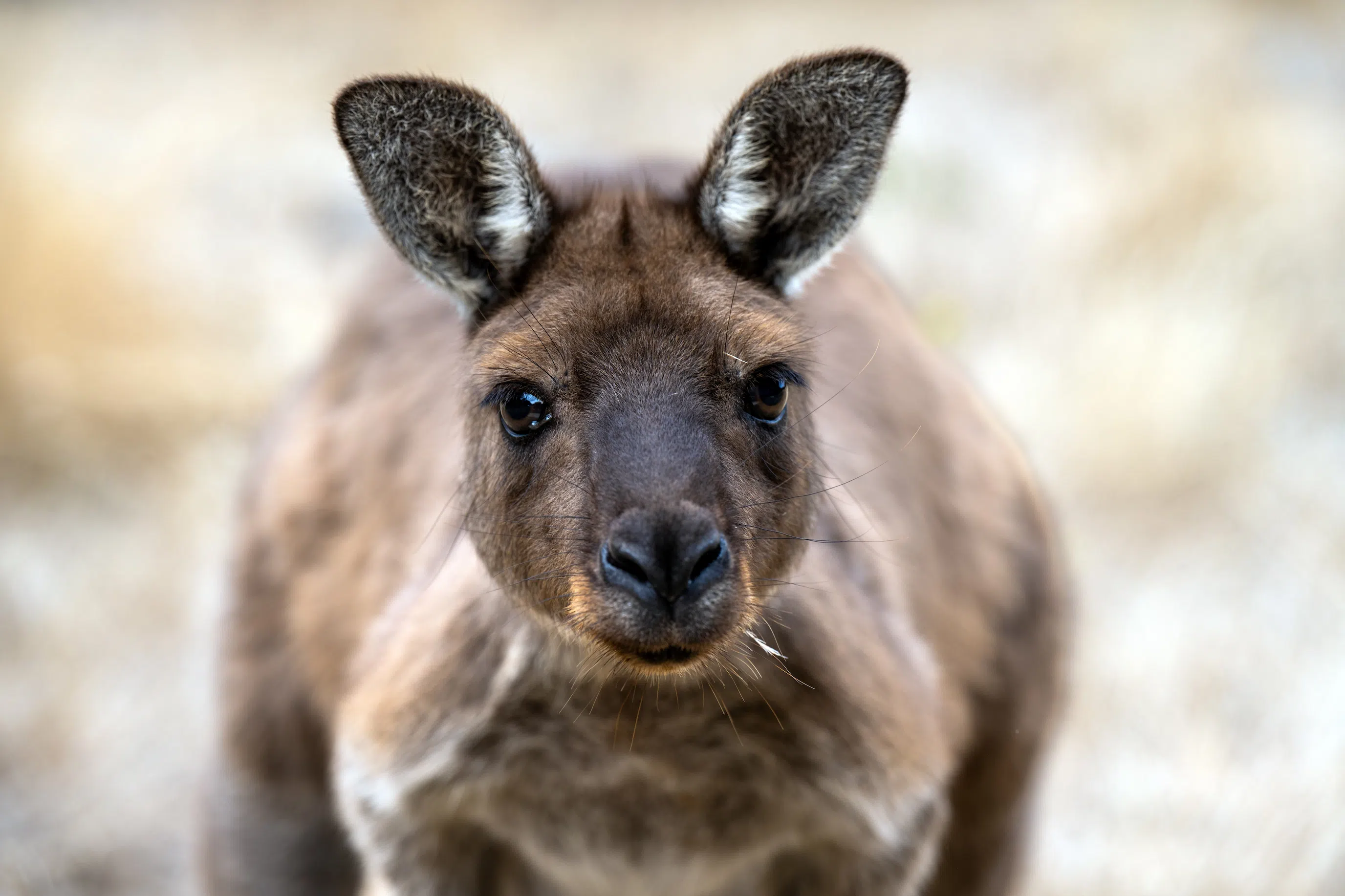 Kangaroo on Kangaroo Island