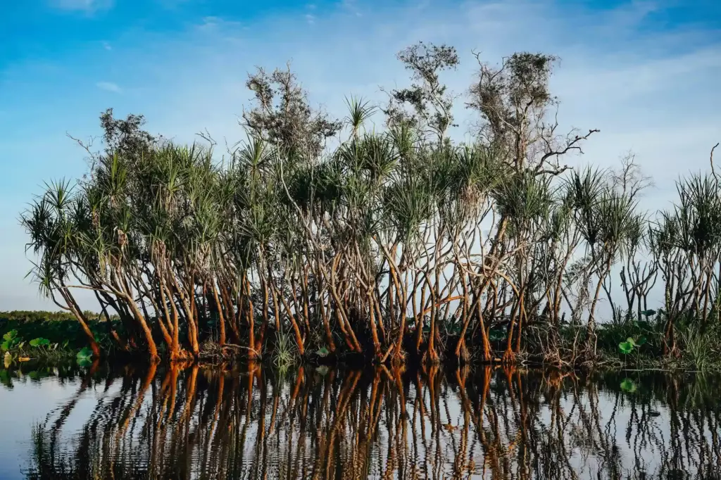 Arbres au milieu de la Yellow River