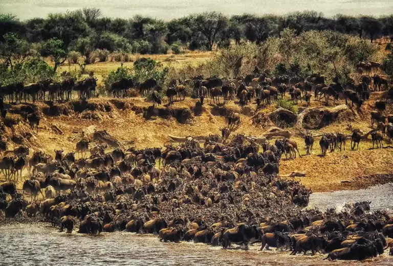 La Grande Migration en Tanzanie : mythe ou spectacle incroyable ?