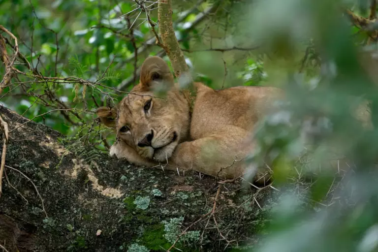 Parc national du Lac Manyara : guide complet pour préparer sa visite