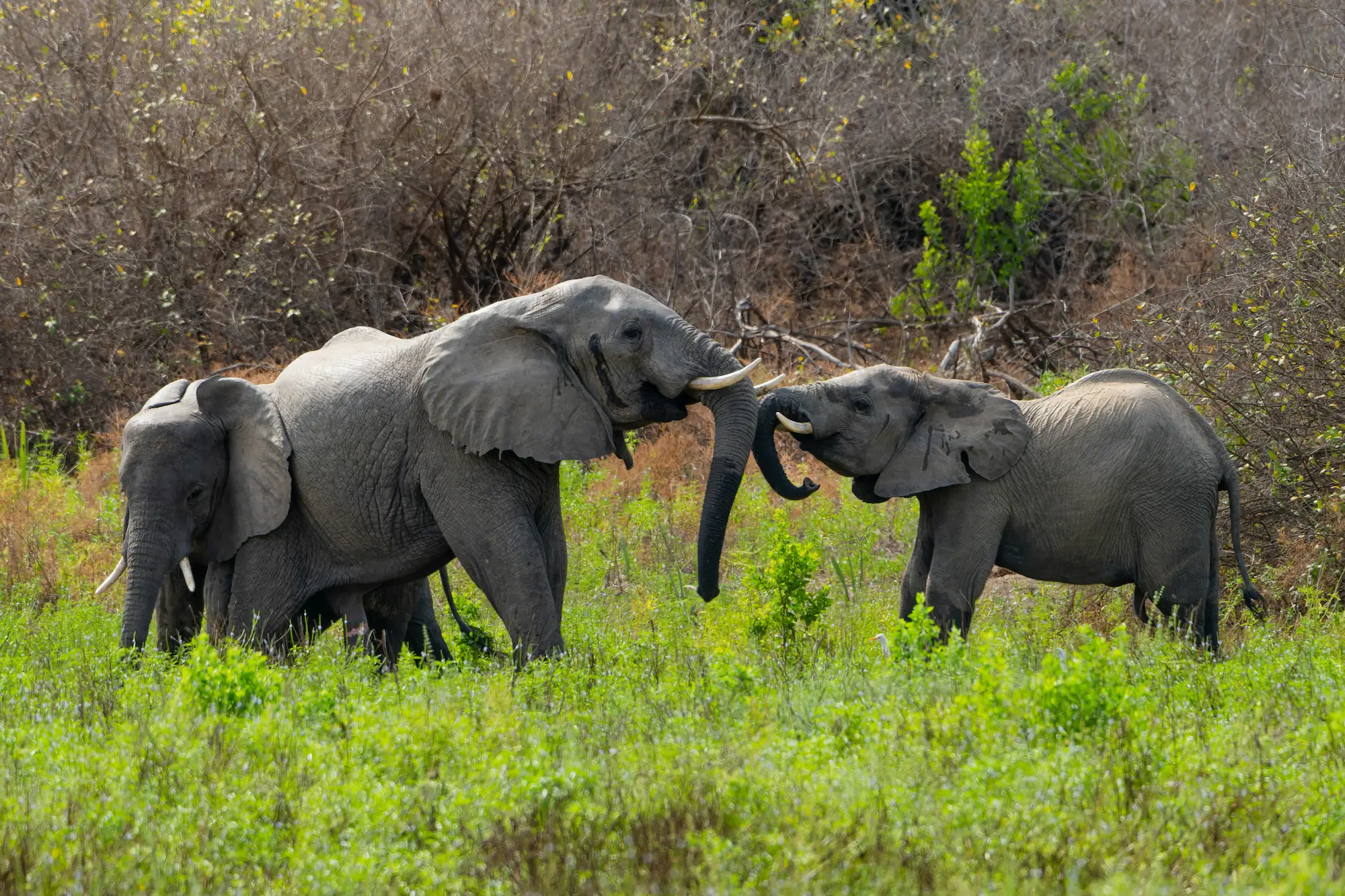 Éléphants au parc de Nyere en Tanzanie 