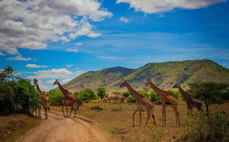 Itinéraire Tanzanie 10, 12 ou 14 jours : le guide pour choisir son circuit