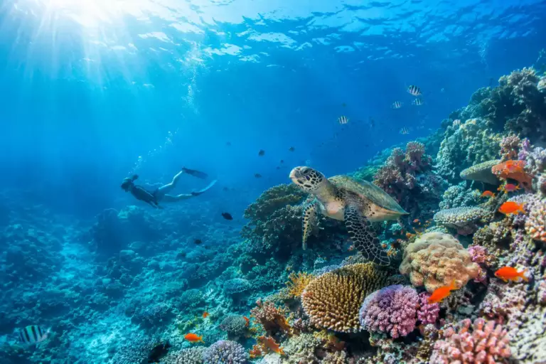 Plongée aux Philippines : les meilleurs spots, par niveau et par envie