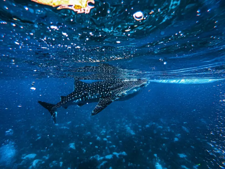Requins baleines aux Philippines : où et comment les voir ?