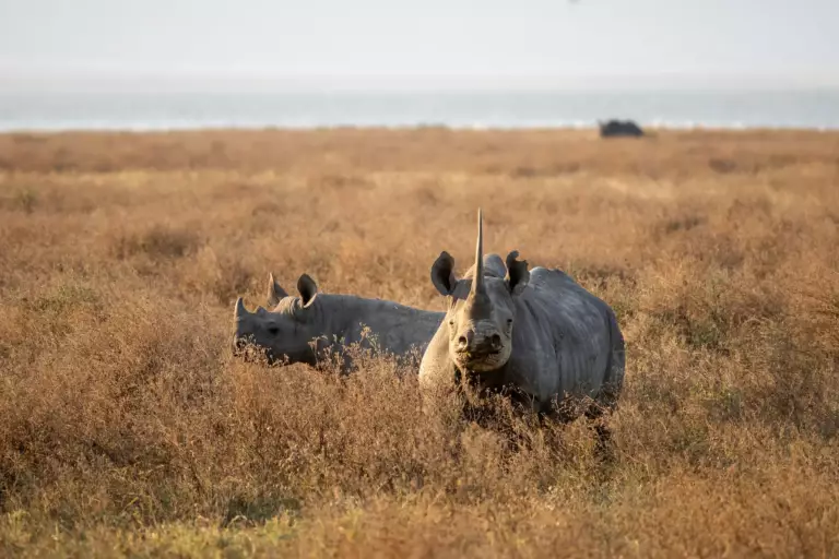Cratère du Ngorongoro : tout savoir avant d&rsquo;y aller