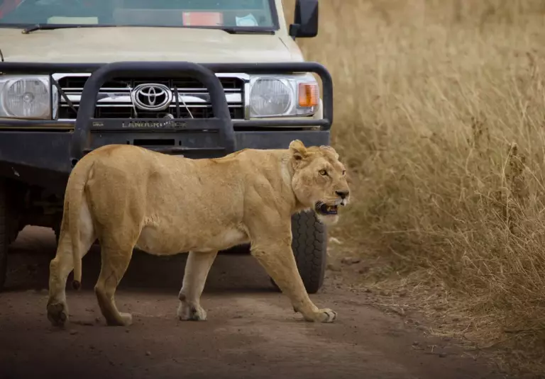 Que voit-on vraiment pendant un safari ? (sans bullshit)