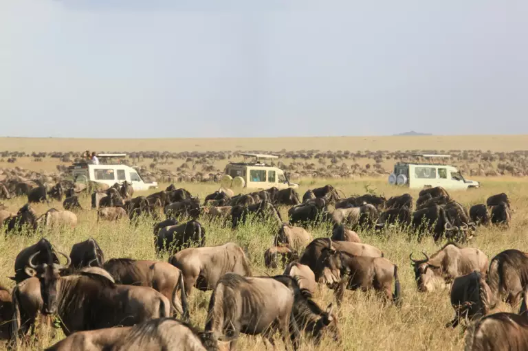 Parc national du Serengeti : guide complet pour préparer son safari en Tanzanie
