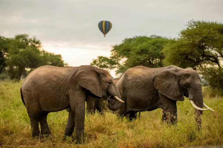Parc national de Tarangire : le guide complet pour un safari