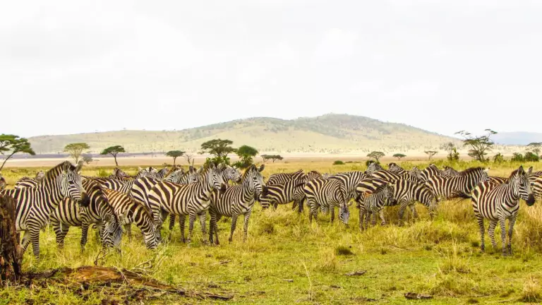 Les plus beaux parcs de Tanzanie : lesquels choisir pour un safari ?