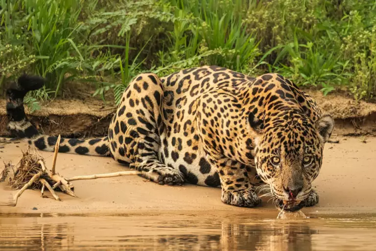 Pantanal, le safari brésilien : jaguars, caïmans et oiseaux