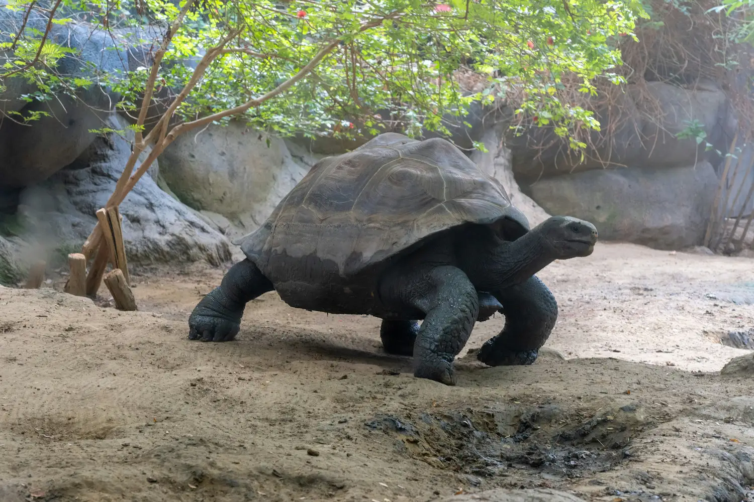 Tortue Galapagos Equateur