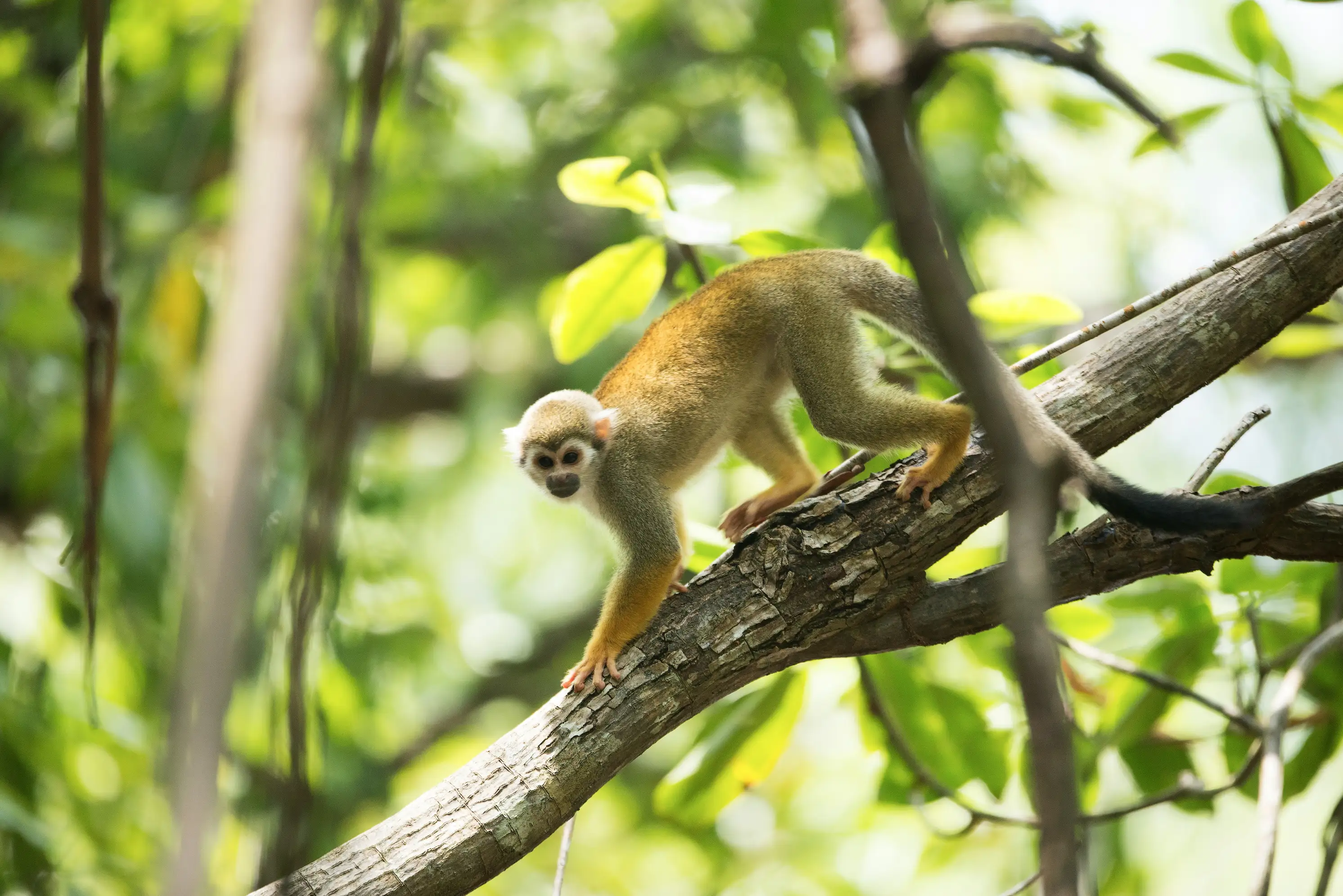 Singe dans une foret suriname 