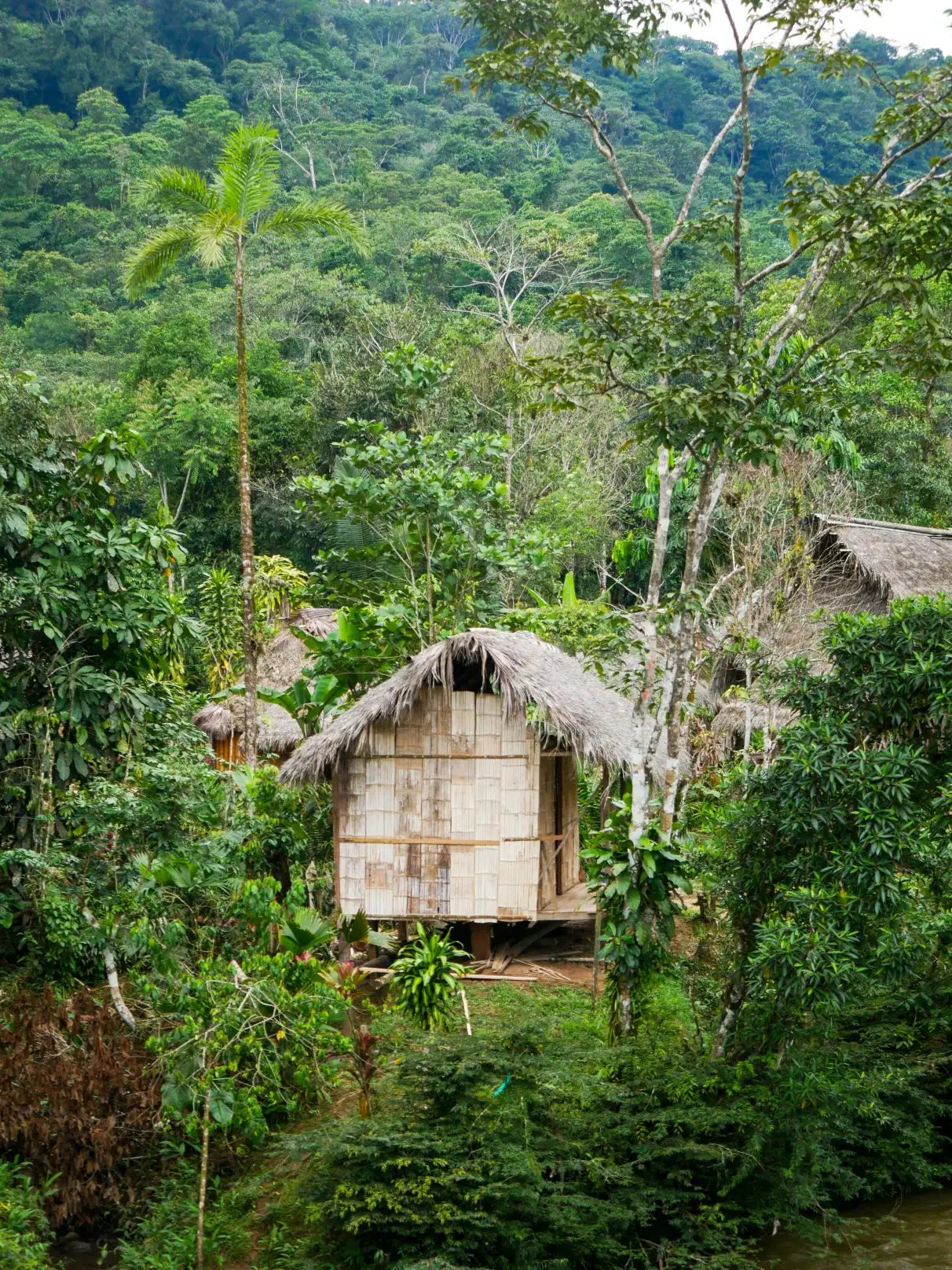 Hutte perdue au milieu de l'Amazonie