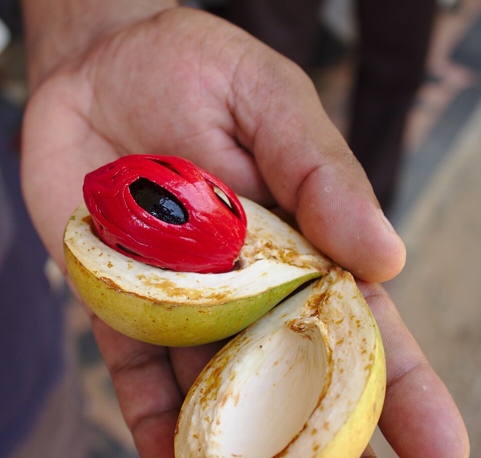 Fruit du muscadier ouvert montrant la noix de muscade et le macis rouge